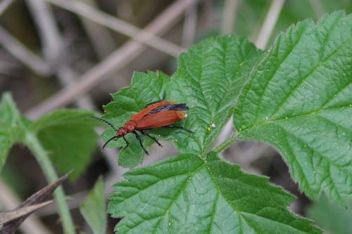 Réf. 180 818 : Pyrochroa serraticornis